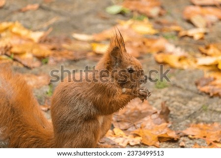 Close up view of a red squirrel captured at the Lazienki park, Warsaw, Poland.