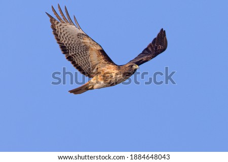 Similar – Awesome bird of prey in flight