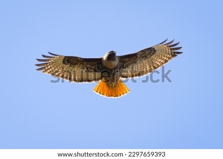Close view of a red-tailed hawk flying, seen in the wild in  North California