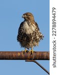Close view of a red-tailed hawk perched, seen in the wild in  North California