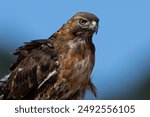 Close view of a red-tailed hawk perched, seen in the wild in  North California