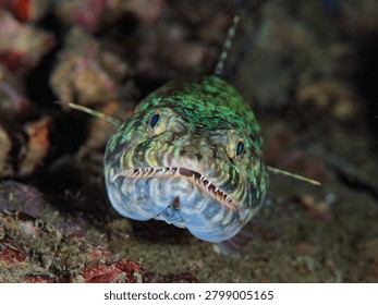 Close up view of a reef lizardfish resting on the seafloor in Anilao, Philippines
