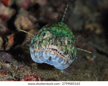 Close up view of a reef lizardfish resting on the seafloor in Anilao, Philippines