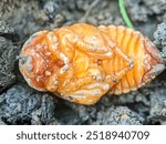 close up view rhinoceros beetle pupa on the ground