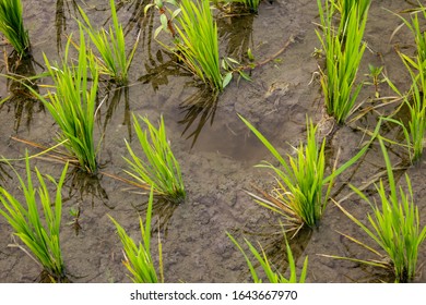 Close View Of The Rice Fields, Tamil Nadu, India. View Of Paddy Fields.