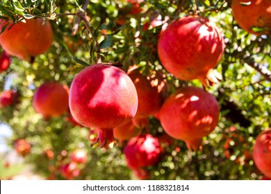 Close up view of  ripe beautiful healthy pomegranate fruits on a tree branch in pomegranate orchard ready for harvest. Fall season.