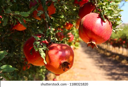 Close up view of  ripe beautiful healthy pomegranate fruits on a tree branch in pomegranate orchard ready for harvest. Fall season.