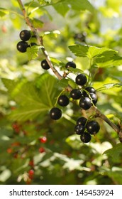 Close Up View Of Ripe Black Current In Sun Light Hanging On Branch And  Ready For Harvest