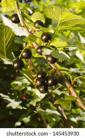 Close Up View Of Ripe Black Current In Sun Light Hanging On Branch And  Ready For Harvest