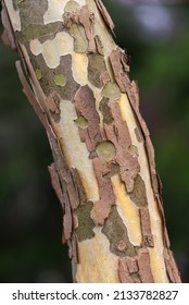 Close up view of a river birch tree trunk with its beautiful rugged bark of an Australian eucalyptus gum tree, Spinning Gum, perriniana,  background or texture
