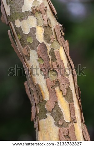 Close up view of a river birch tree trunk with its beautiful rugged bark of an Australian eucalyptus gum tree, Spinning Gum, perriniana,  background or texture
