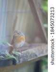 close up view of a robin
