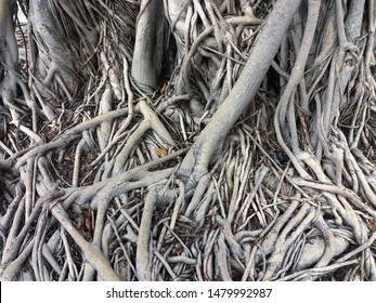 Close Up View Of Roots Of A Bodhi Tree. 
Natural Pattern Background And Abstract Design Concept. 