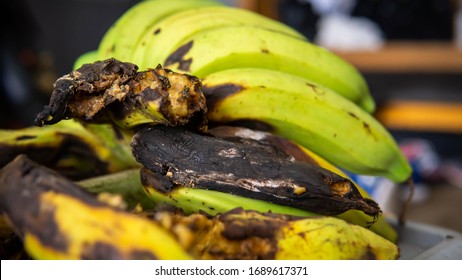Close up view of rotten spoiled ugly banana fruits eaten and bitten by wild animal. Black color banana skin.