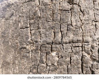 Close up view of rough and cracked tree bark texture background