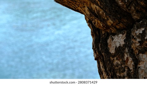 Close up view of a rough pine tree trunk standing against a beautifully blurred bright blue water background during a peaceful sunny day in the natural wilderness
