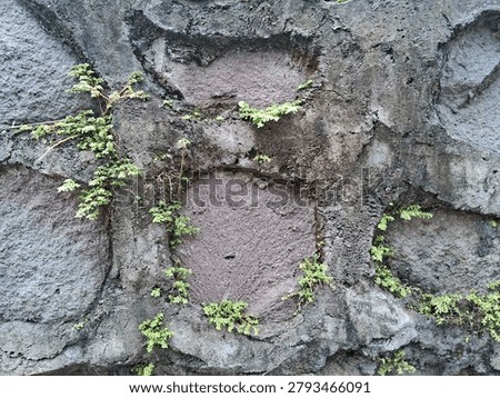 close up view of a rough stone wall texture with small green ferns and creeping plants growing naturally between the cracks. ideal as a natural background, texture, or counstruction and landscaping concept.