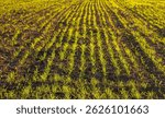 Close up view of rows of tender green sprouts in tilled soil. Illustrates agriculture, new beginnings, future crops.