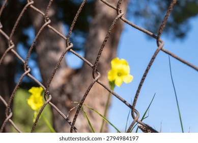 Close view of a rusty chain link fence with soft yellow flowers, a tree trunk, and blue sky blurred in the background.