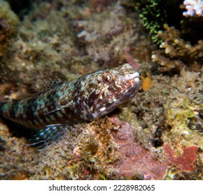 Close up view of a sand Lizardfish resting on a rock Boracay Island Philippines