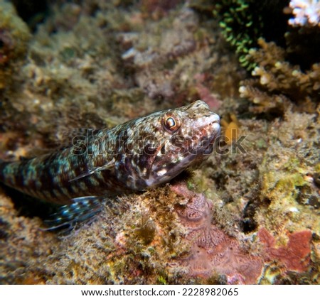 Close up view of a sand Lizardfish resting on a rock Boracay Island Philippines