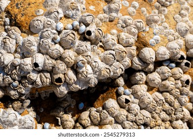 Close up view of sea shells, barnacle on rough surface rocks texture background. sea shells on the rocks.