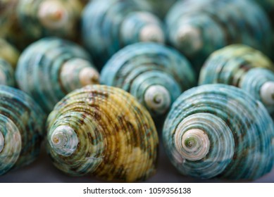 Close up view of sea shells, decorative sea shells - Powered by Shutterstock