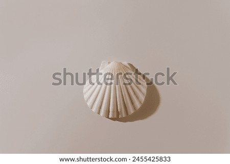 Close up view of seashell on white background with warm white light