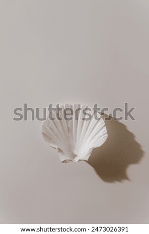 Close up view of seashell on white background with warm white light