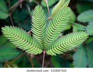 close up view of sensitive plant or also know as tickle-me plant, touch-me-not, shy plant, humble plant or sleeping grass