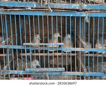 Close up view of several zebra doves (Geopelia striata) perching inside a weathered blue wooden birdcage at a traditional Indonesian animal market.