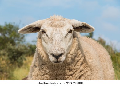 An up close view of a sheep head. The animal is just staring back.
