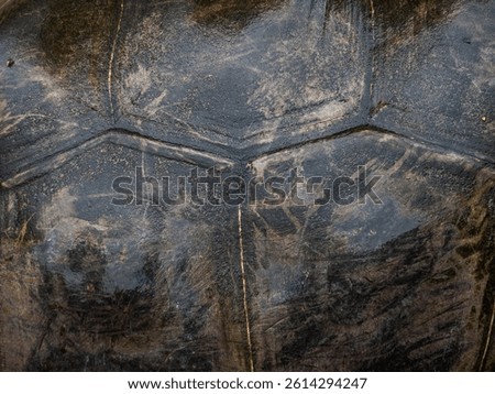 close up view of the shell texture of the Seychelles turtle (Aldabrachelys gigantea), Aldabra giant tortoise shell background