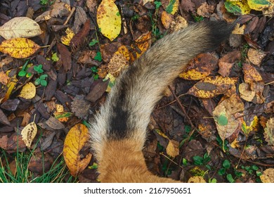 Close Up View At Shepherd Dog Tail Sitting On Ground In Autumn Leaves