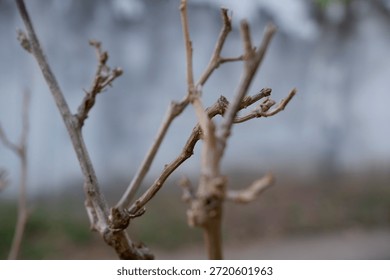 A close view shows a leafless tree branch clearly