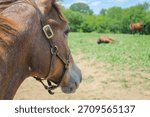 Close view of the side of the head and mane of a weanling foal thoroughbred horse wearing a bridle looking towards other horses in a pasture in Kentucky