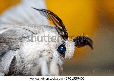 Close view of a silkworm moth, Bombyx mori, showcasing its delicate features and vibrant colors in a natural setting.