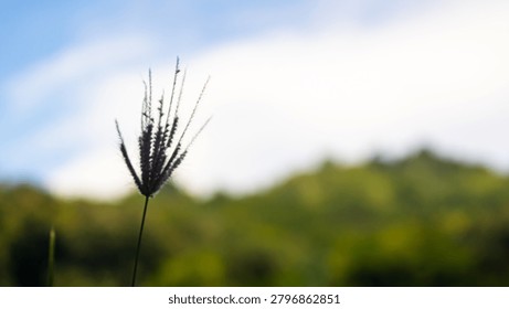 A close up view of a single chloris barbata grass flower with a blurred meadow and sky background under natural soft daylight
