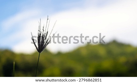 A close up view of a single chloris barbata grass flower with a blurred meadow and sky background under natural soft daylight