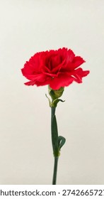 Close up view of a single red carnation flower on a white background.
