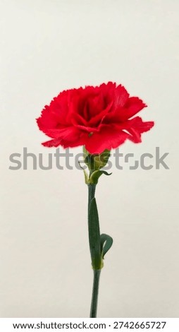 Close up view of a single red carnation flower on a white background.