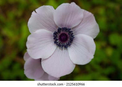 Close view of single white anemone coronaria flower in field. Also known as spanish marigold.