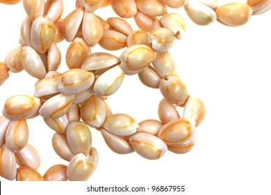 A Close View Of A Small Cowry Shell Necklace.