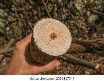 close up view of a small cut log