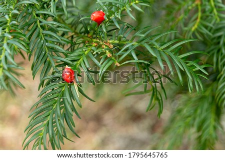 a close up view of small red berries of the canada yew plant 