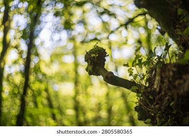 A close up view of a small tree limb covered in green moss and small plants against a bright, out of focus forest background with strong bokeh balls. Golitha Falls, United Kingdom.