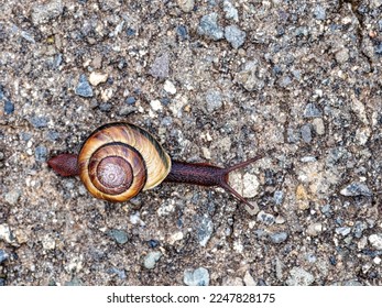 Close view of a snail slithering across a road