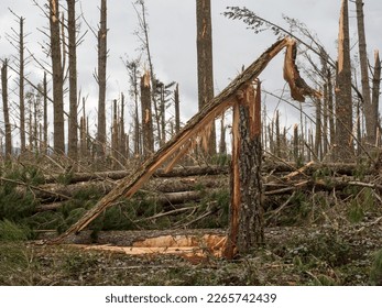 Close view of a snapped pine tree in a forest after storm cyclone Gabrielle in New Zealand.Almost every tree has been snapped by severe high winds.Extreme weather event.Natural disaster