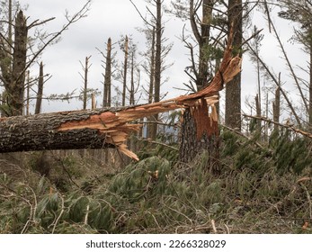 A close view of a snapped pine tree trunk in a forest after storm cyclone Gabrielle.Almost every tree has been snapped by severe high winds.Extreme weather event.Natural disaster