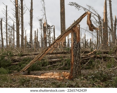 Close view of a snapped pine tree in a forest after storm cyclone Gabrielle in New Zealand.Almost every tree has been snapped by severe high winds.Extreme weather event.Natural disaster